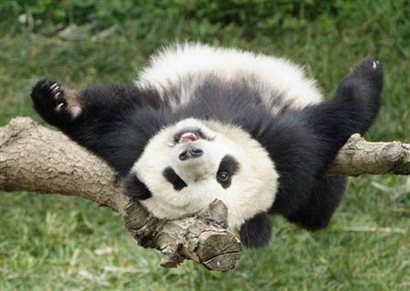 Dujiangyan Panda